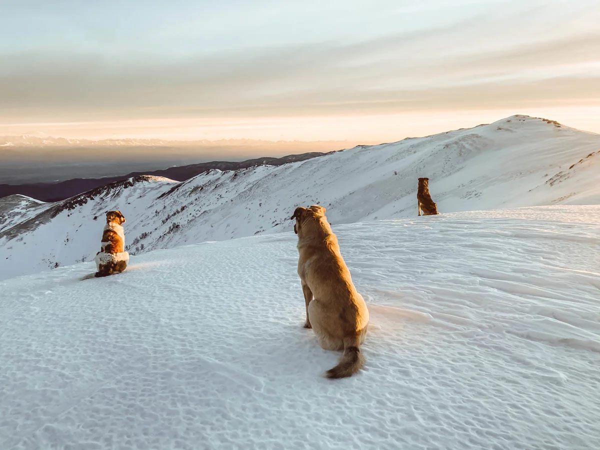 breanna-wilson-georgia-bakhmaro-dogs