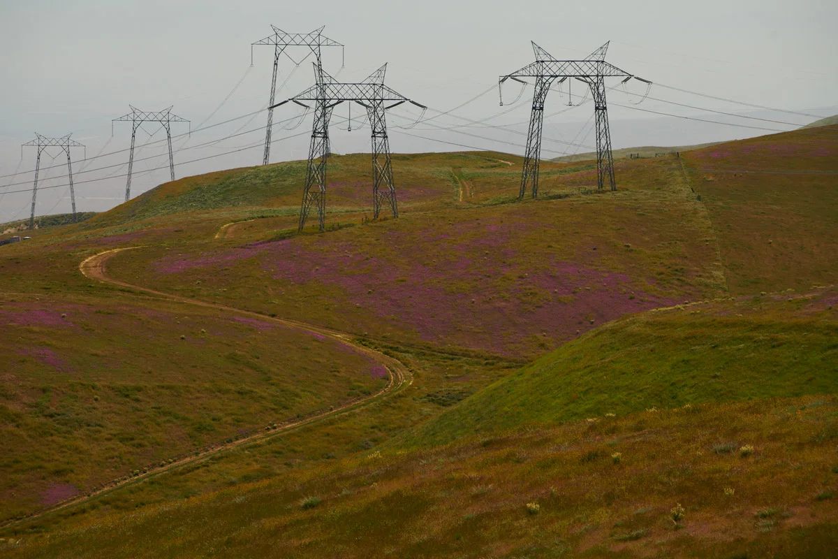 linnea-bullion-carrizo-plain-superbloom-12