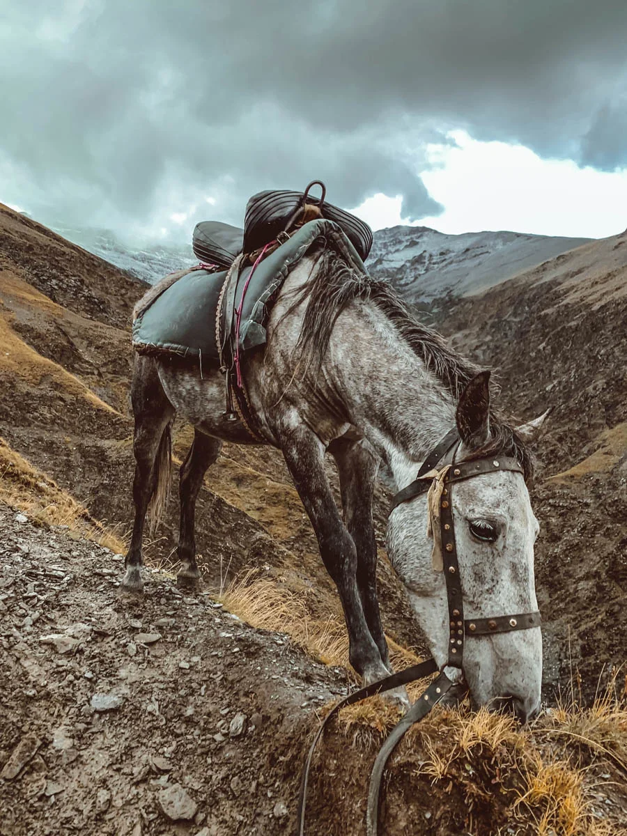 breanna-wilson-georgia-tusheti-horse