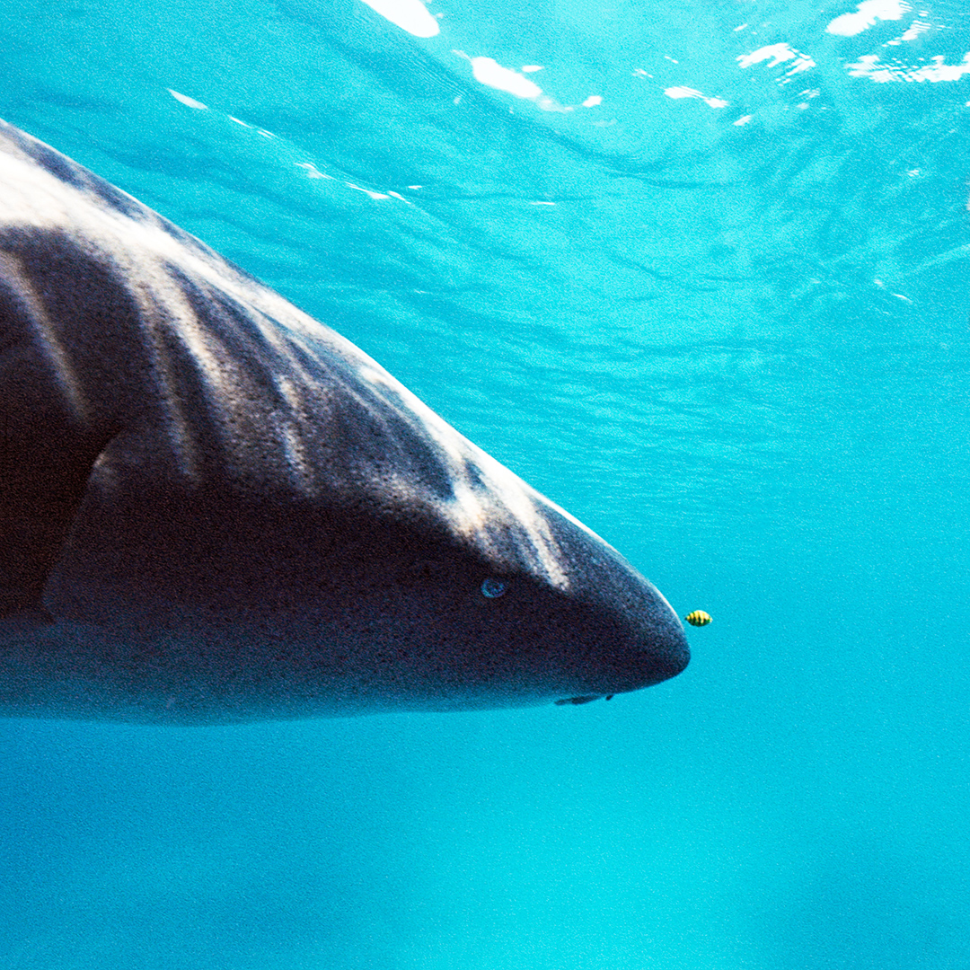 A Lesson in Underwater Film Photography, With Sharks Field Mag