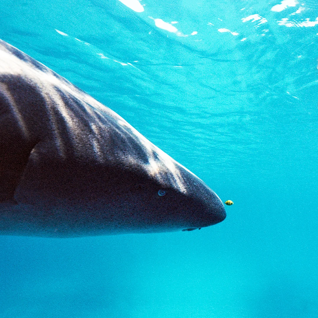 Danny-Nieves-Maldives-Dive-Nikonos-13