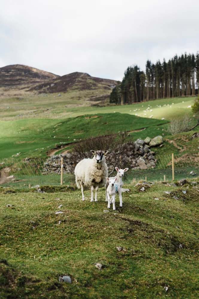 karthika-gupta-cairngorms-guide-sheep