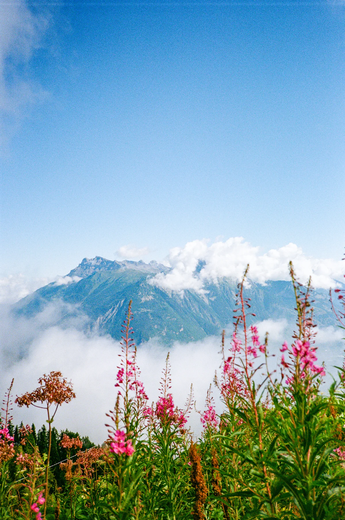 chalmers-tour-du-mont-blanc-flowers-&-mountains