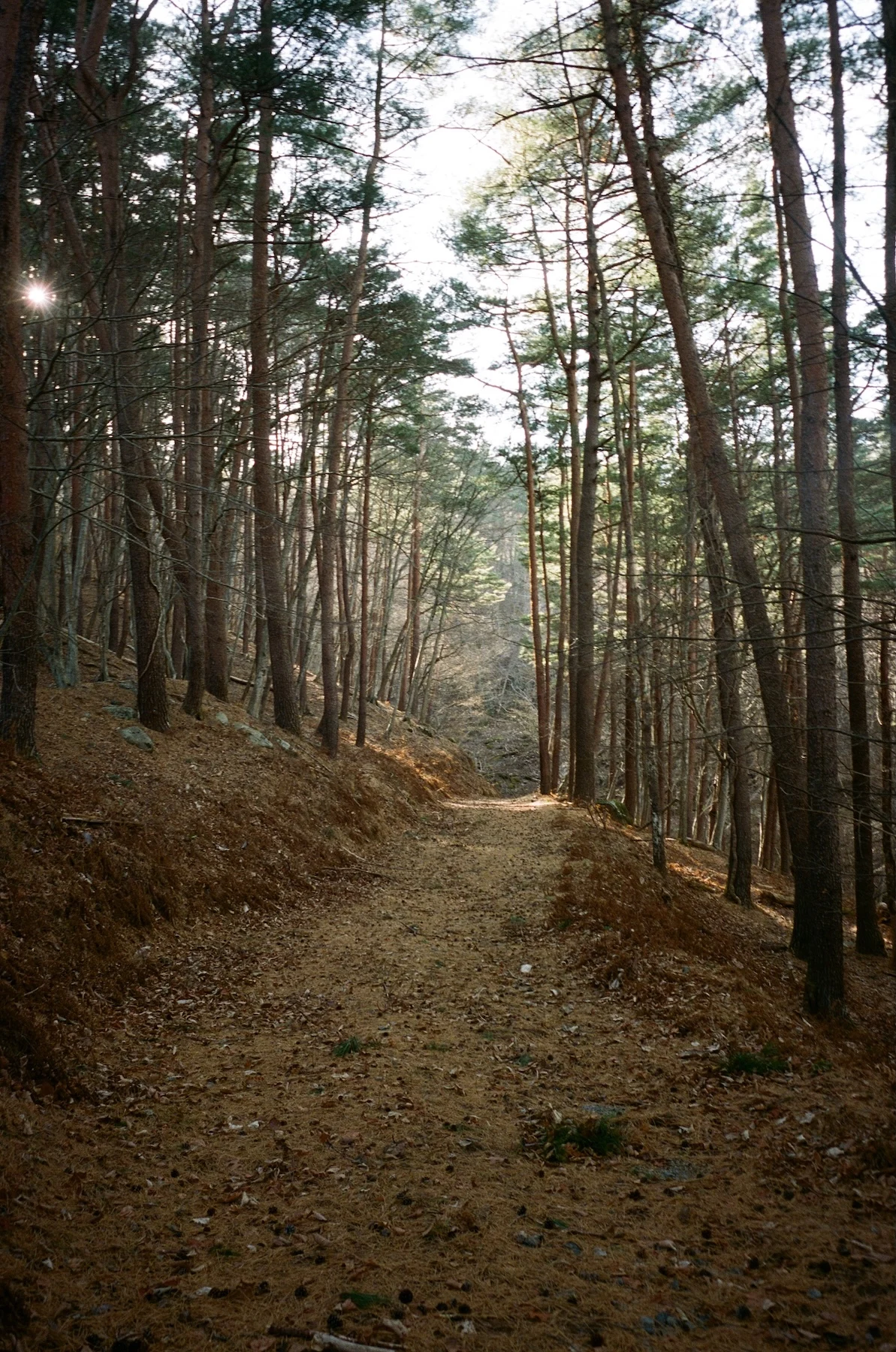 Michinoku-Coastal-Trail-Winter-Guide-Kuwadai-Pass-3