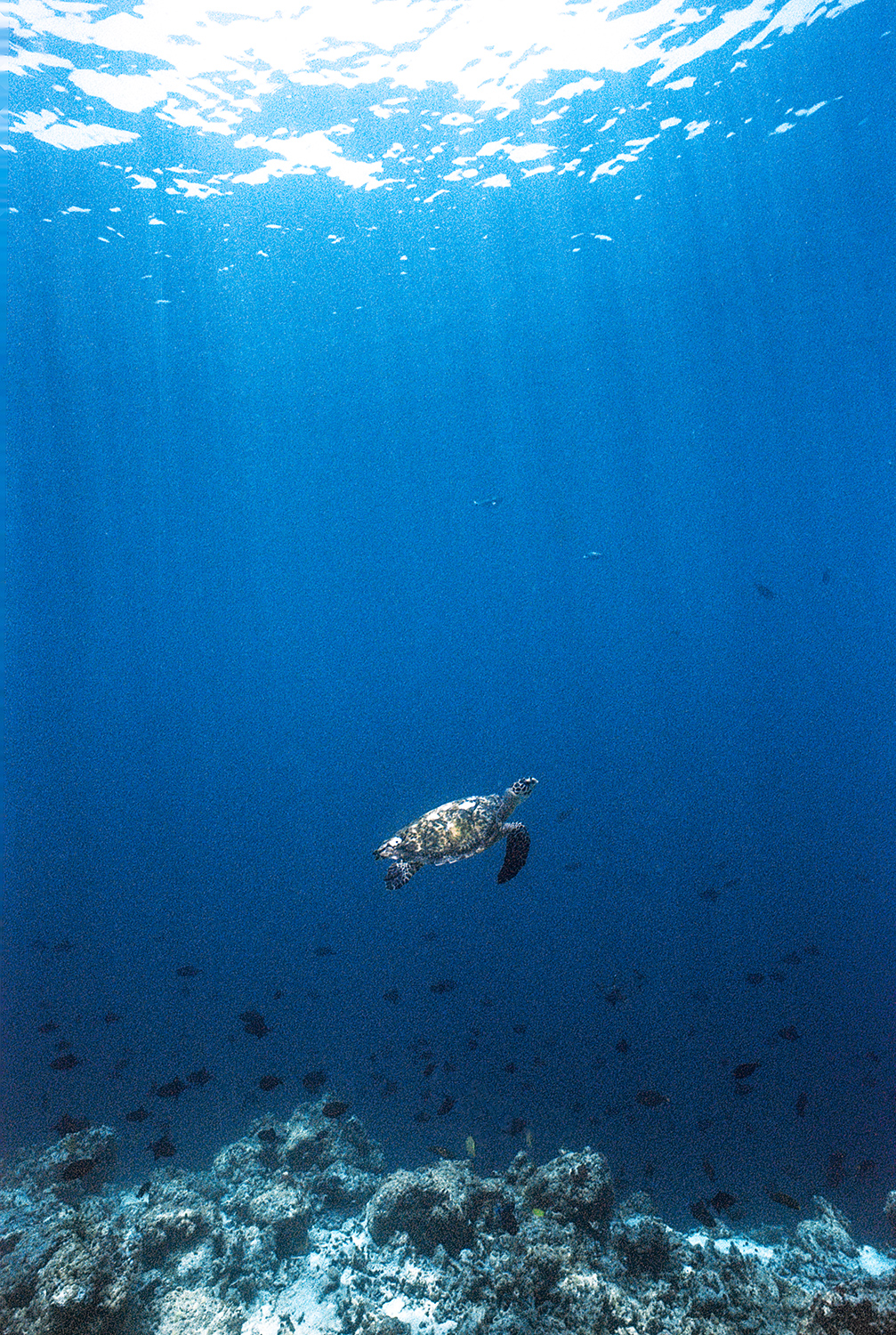 A Lesson in Underwater Film Photography, With Sharks Field Mag