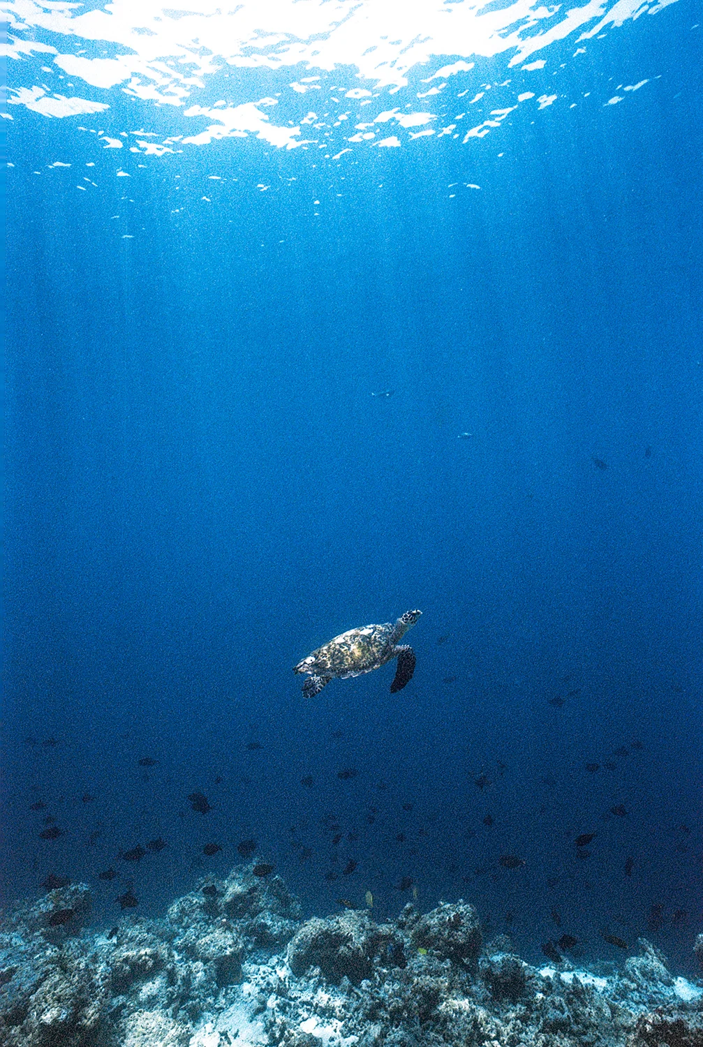 Danny-Nieves-Maldives-Dive-Nikonos-8