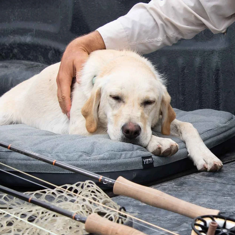 The 10 Best Dog Beds to Guarantee Your Pup Sweet Dreams 