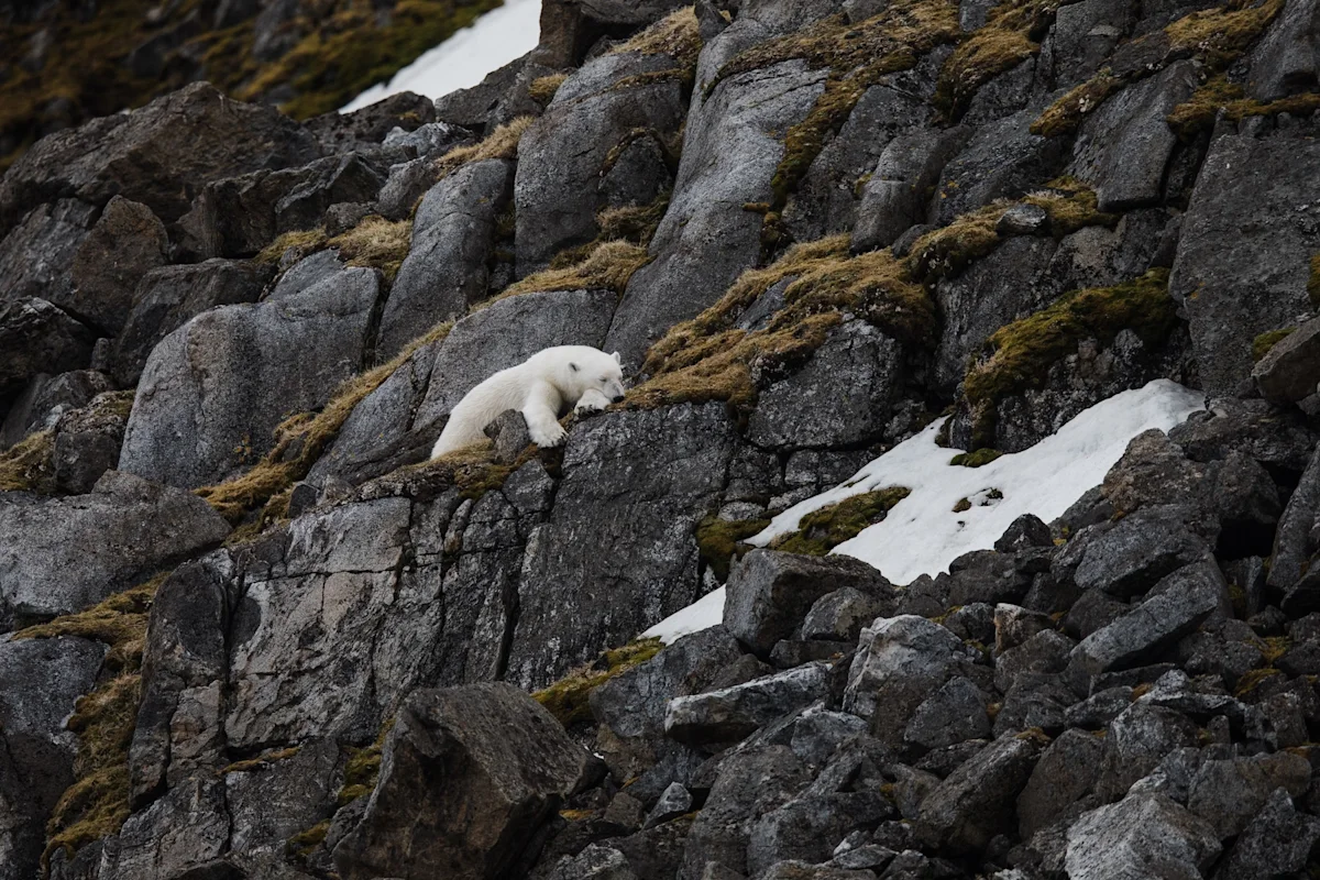high-arctic-colors-svalbard-karthika-gupta-polar-bear-green
