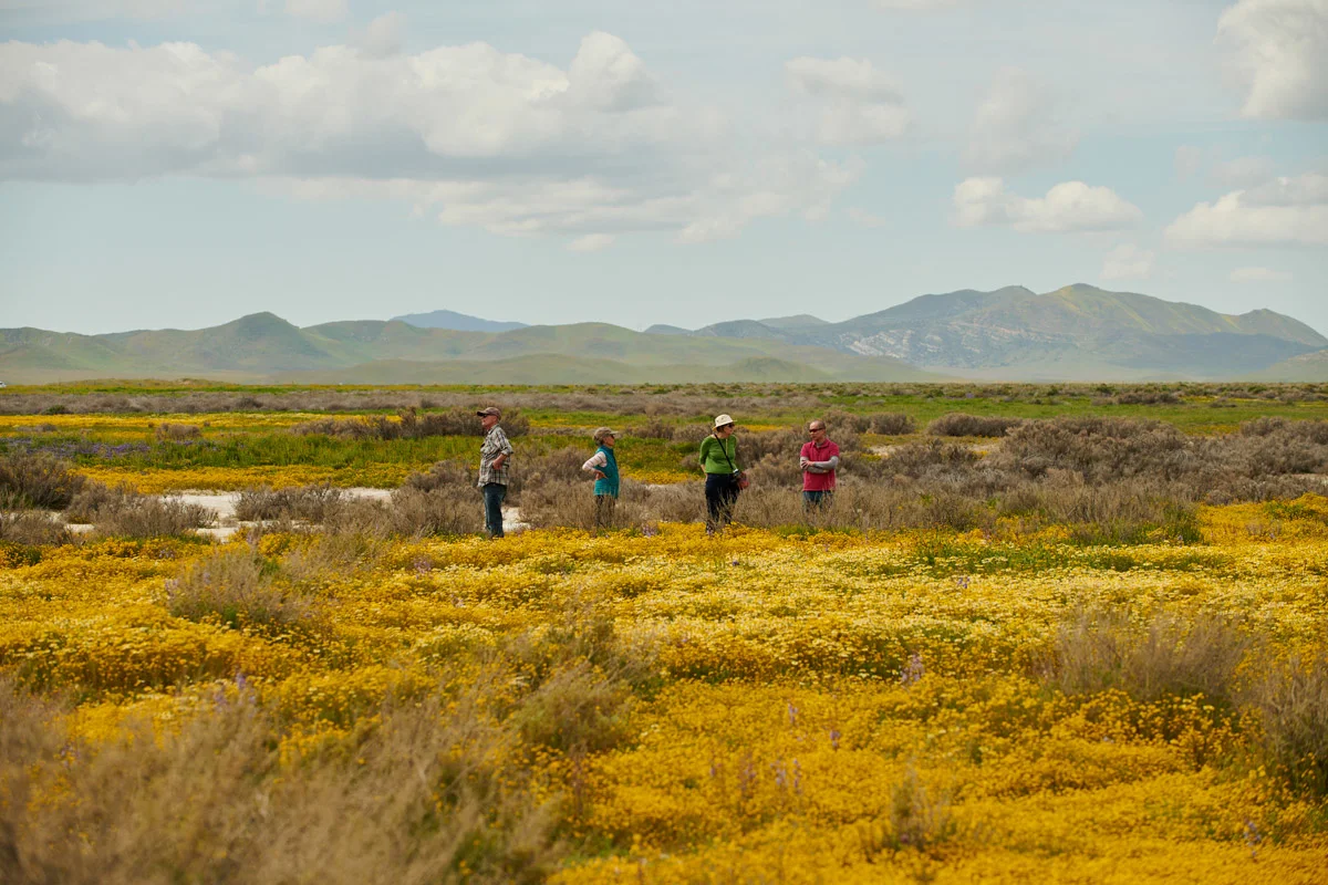 linnea-bullion-carrizo-plain-superbloom-9