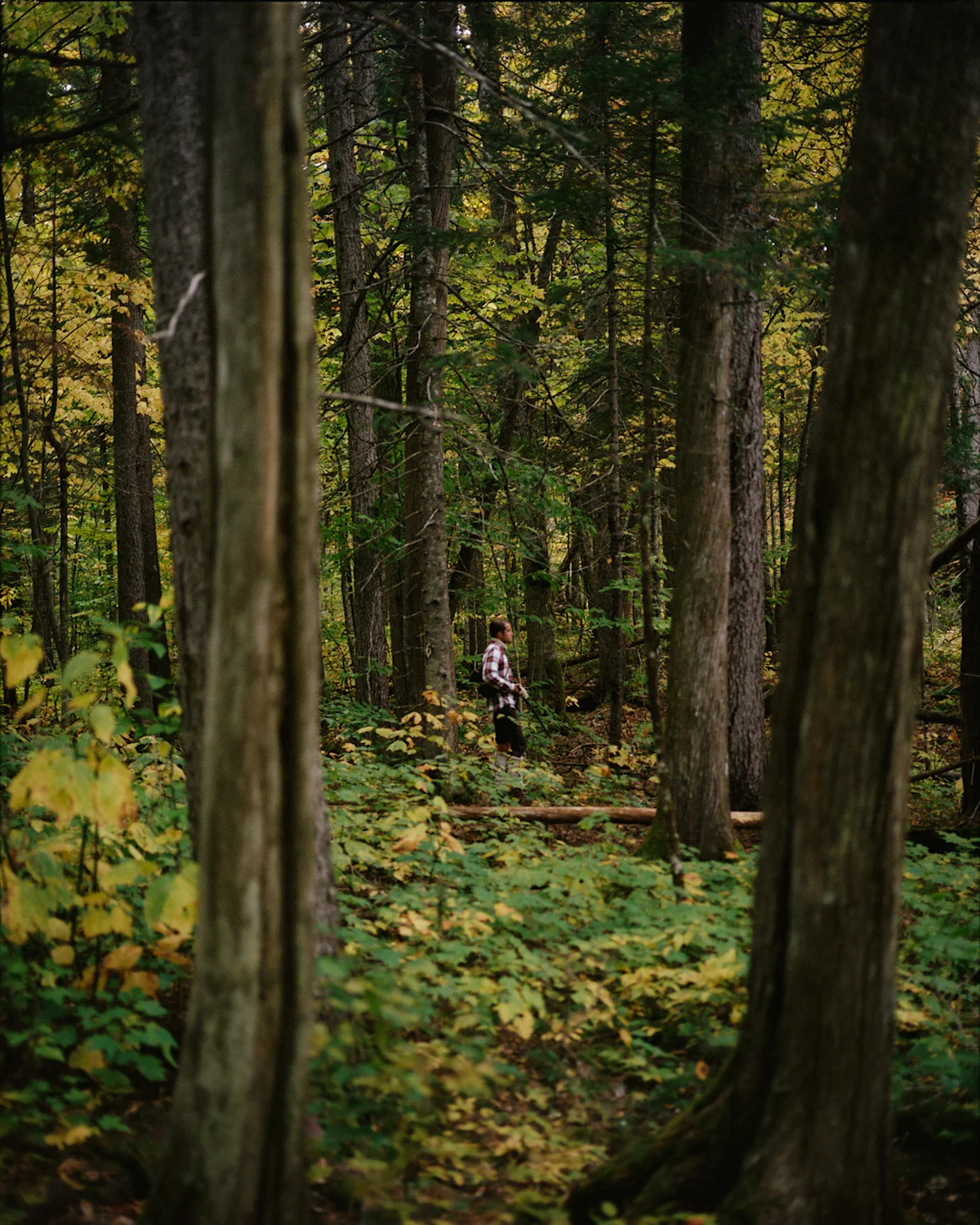 Amundsen-Maine-10-Woods