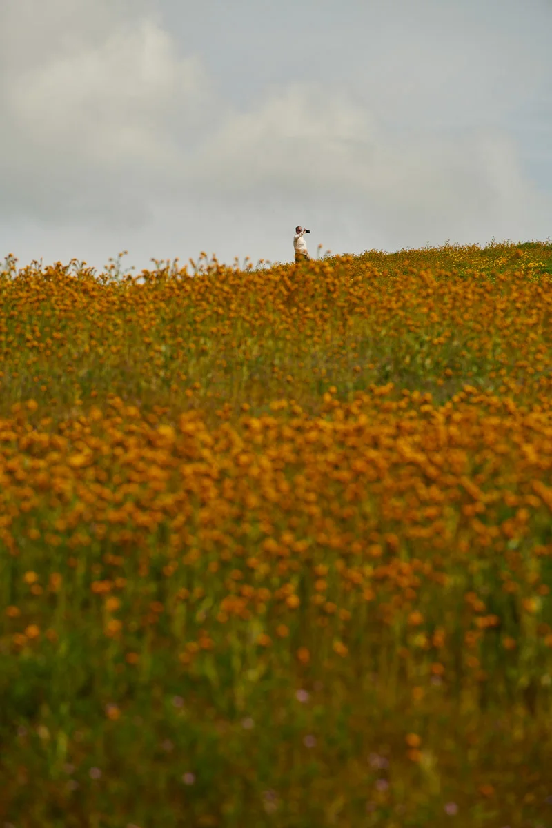 linnea-bullion-carrizo-plain-superbloom-4