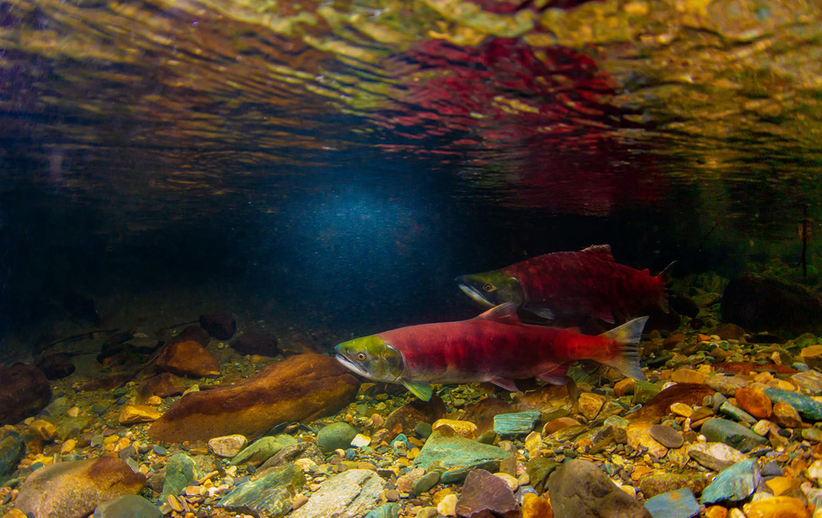 How to Preserve Pacific Northwest Urban Salmon Runs Best Underwater
