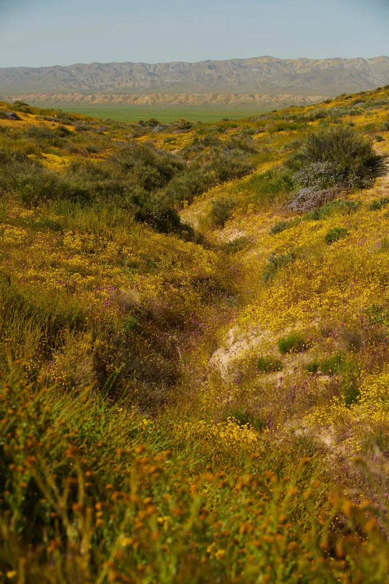 linnea-bullion-carrizo-plain-superbloom-21
