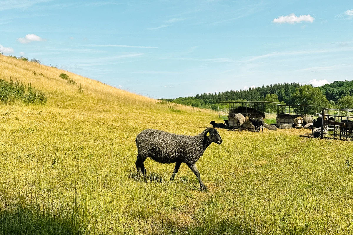 glerups-sheep-in-field-horizontal