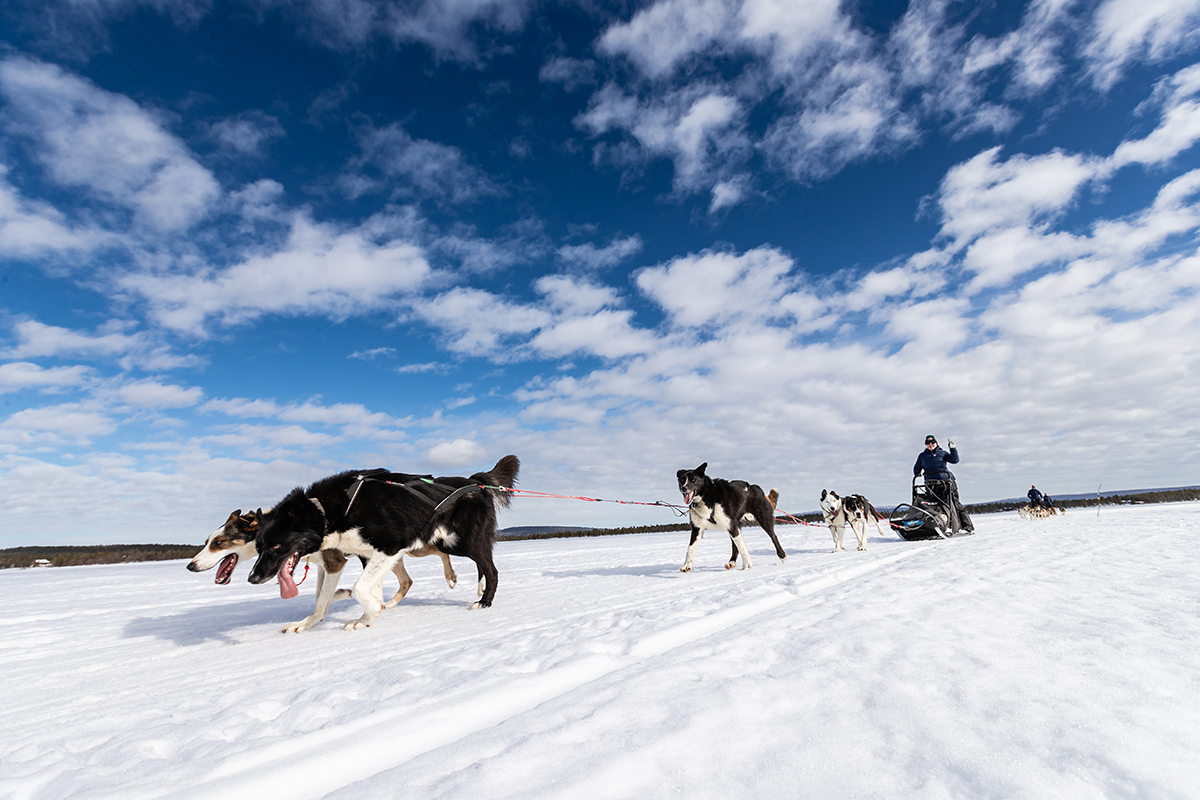 Dog orders sledding catskills