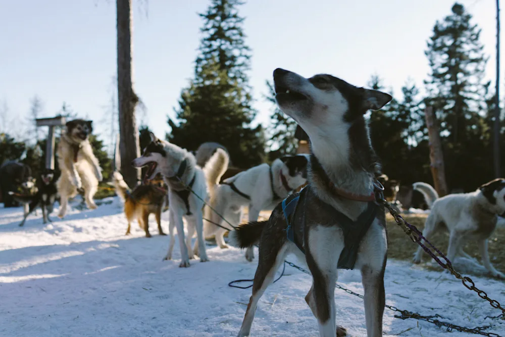 Dog Sledding in Olney, MT 