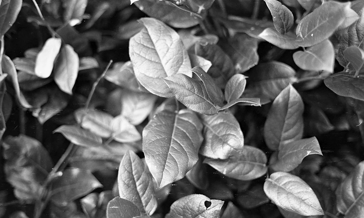 Caffenol-BW-Field-Mag-hero