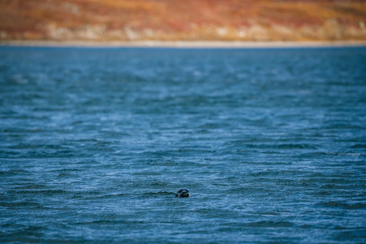 Adventure-Canada-Seal