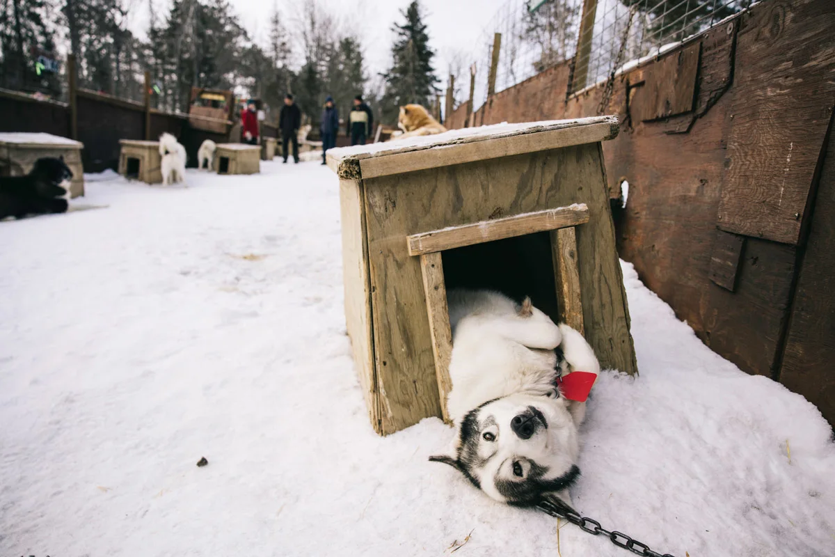 andy-cochrane-dogsledding-boundary-waters-4