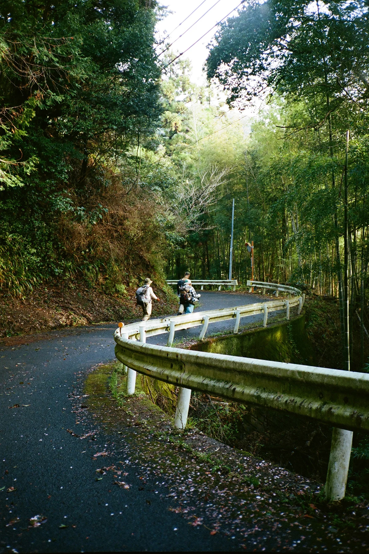 colleen-hammond-katsuo-trail-guide-winding-road-vert