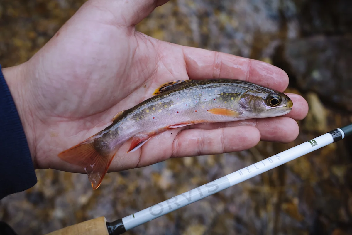 orvis-helios-brook-trout