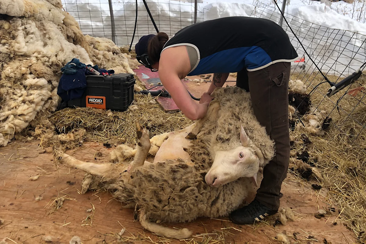 wool-sourcing-whybrow-sheep-shearing