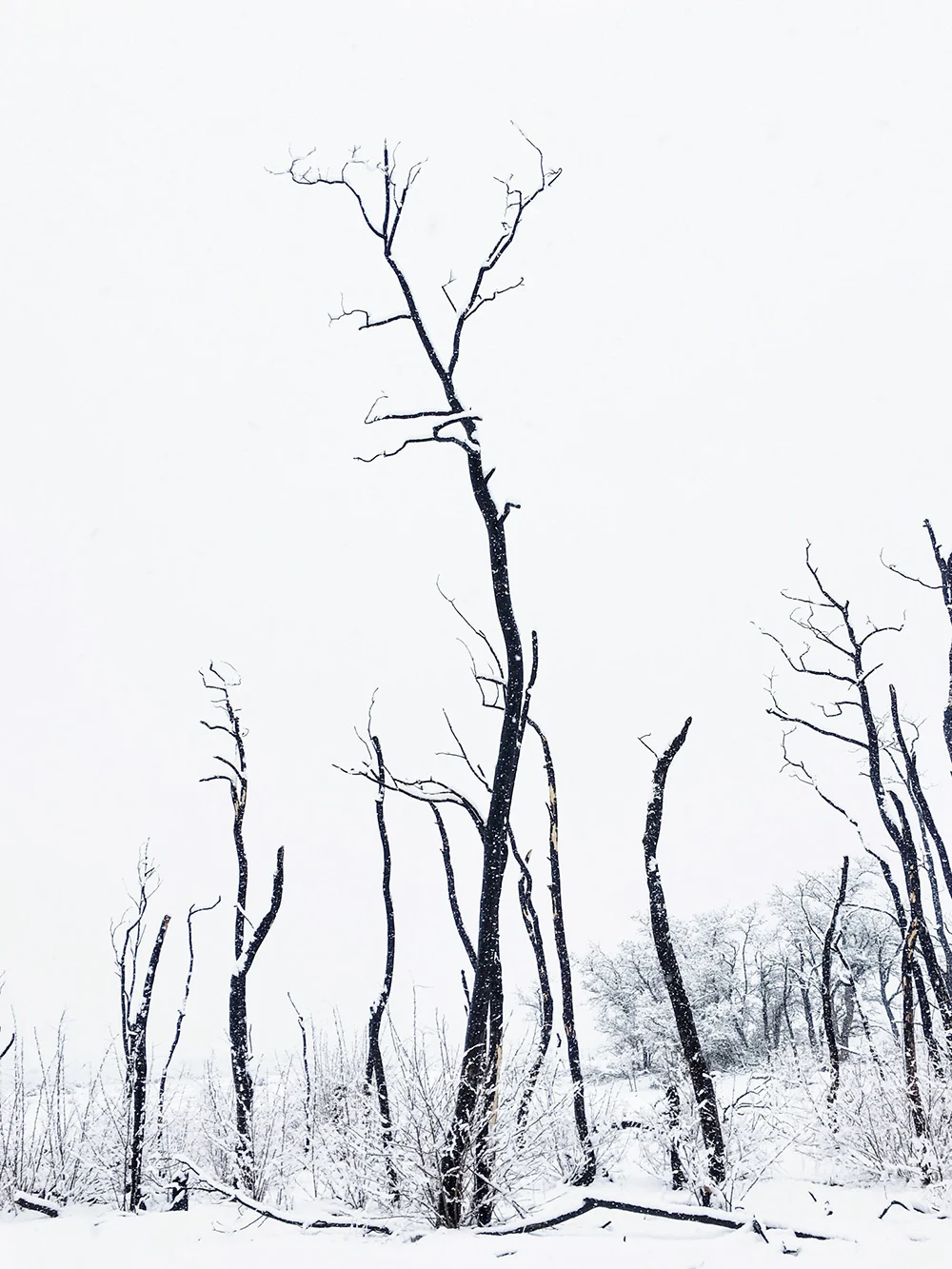 Sarah-Attar-Eastern-Sierra-22