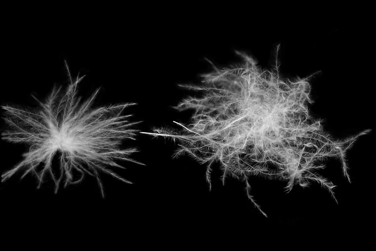 muscovy-down-softie-duck-down-vs-Ultrasonic-Muscovy