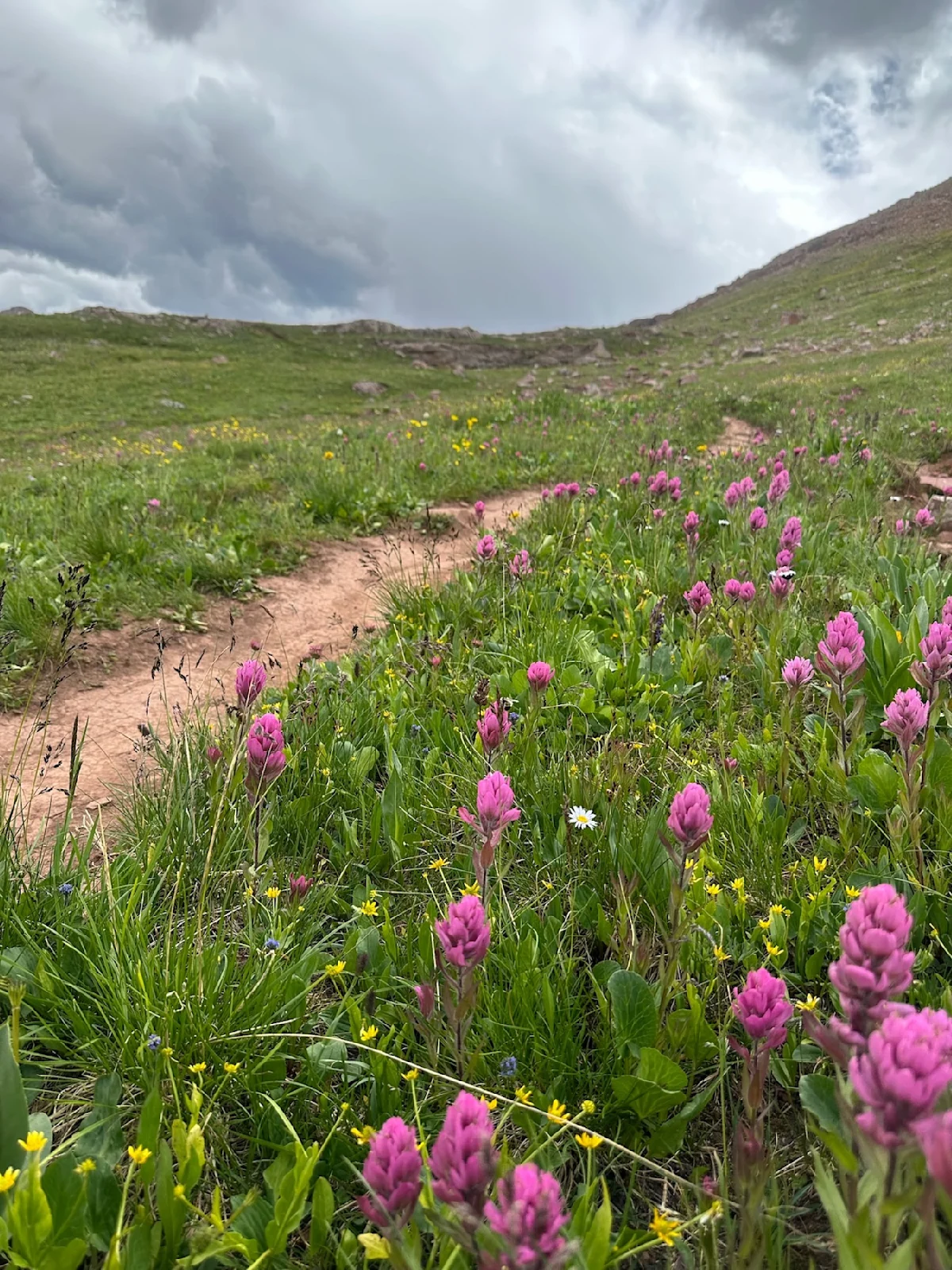 four-pass-loop-guide-pink-paint-brush-and-ominous-skies-above-frigidair