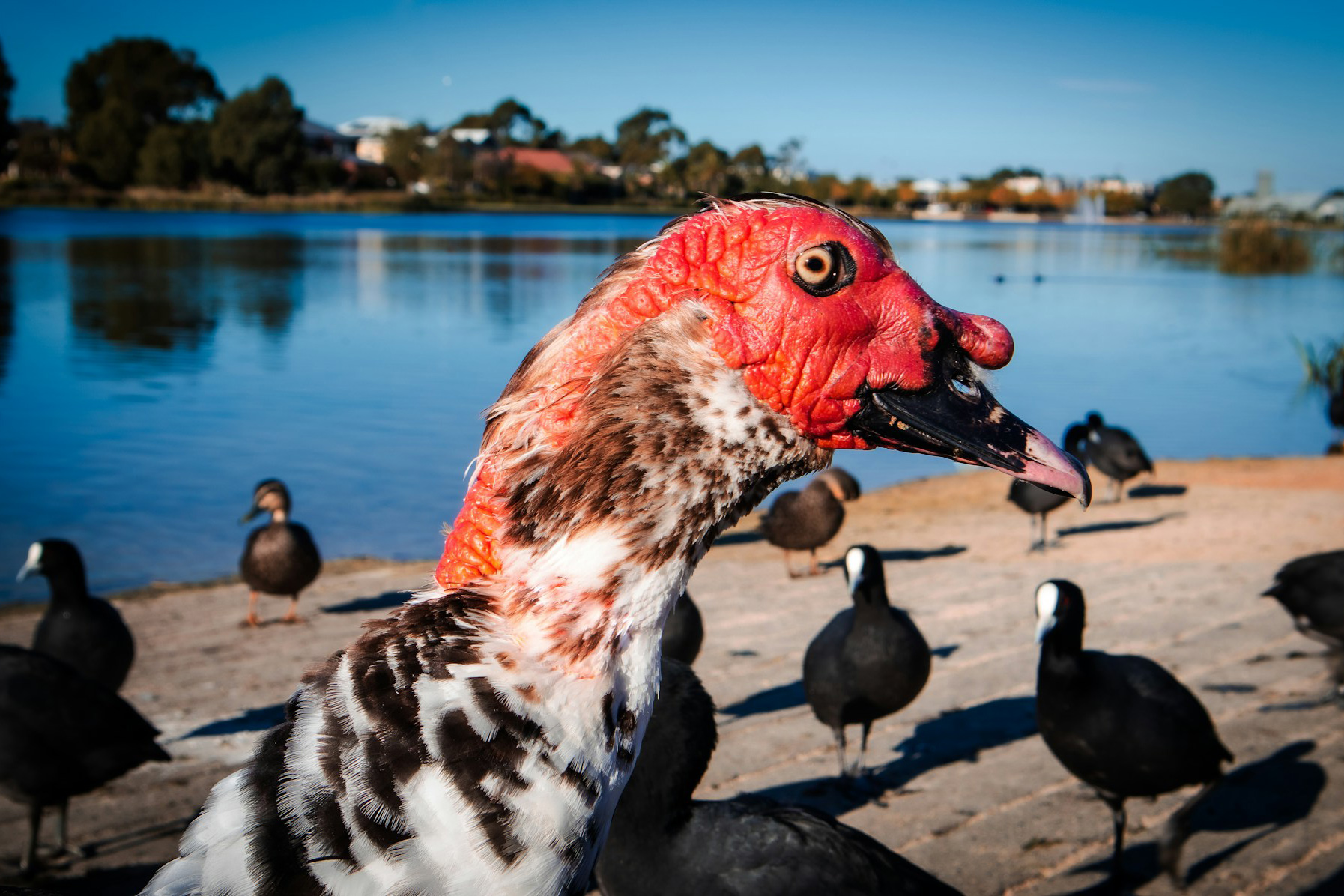 What Is Muscovy? Your Guide to the Giant, Ugly Duck That's Saving Down Gear