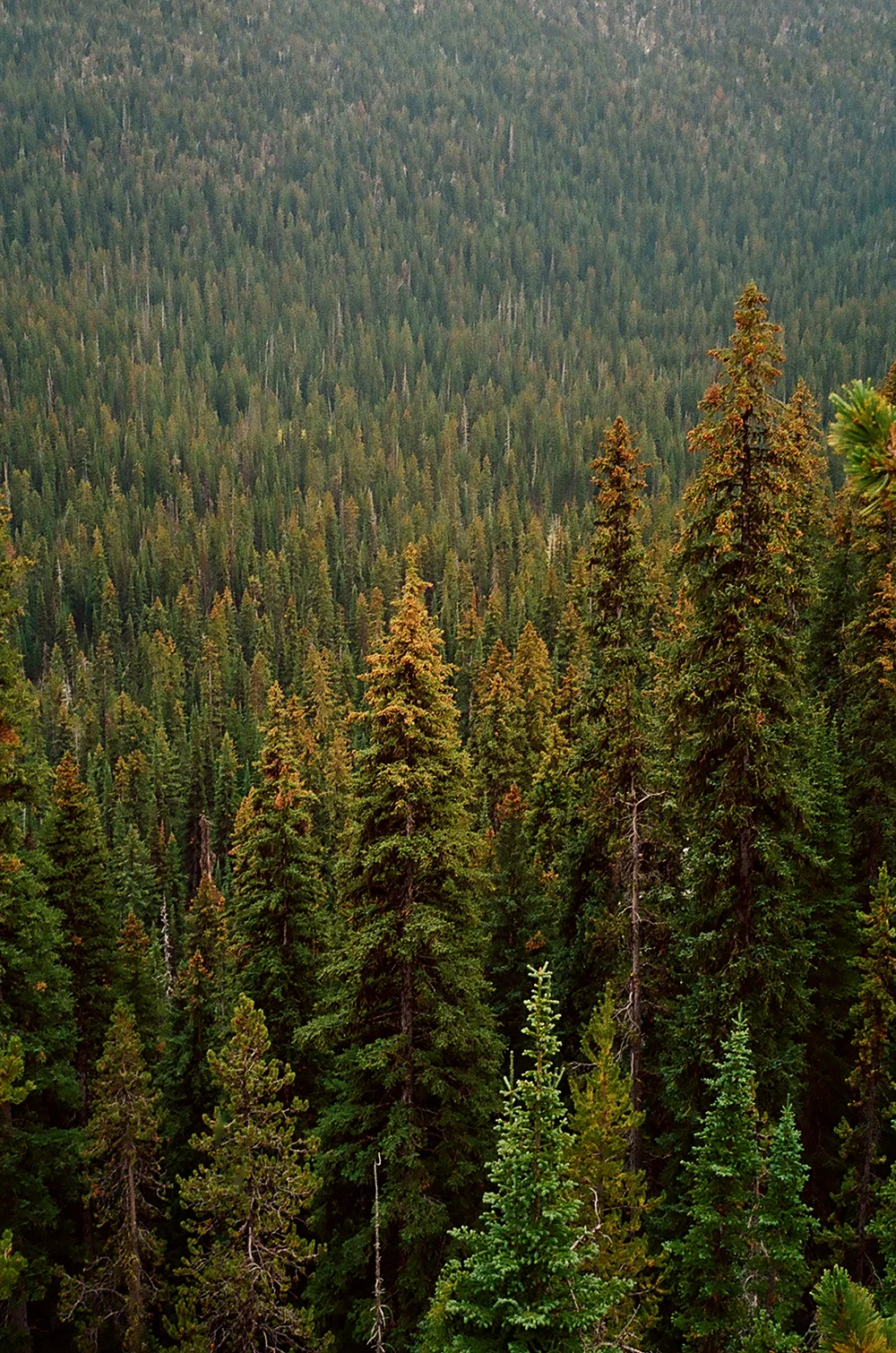 Hiemstra-Hike-2019-Elkhorns-Fieldmag-28