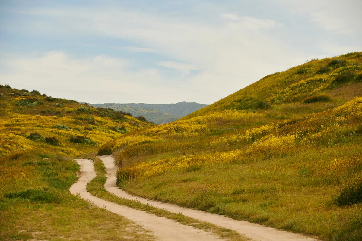 linnea-bullion-carrizo-plain-superbloom-10