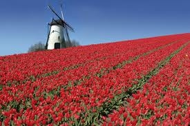 champ de tulipes aux Pays-Bas