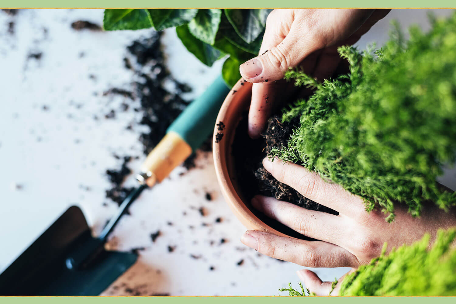 15 Brilliant and Easy Plant Care Tips | Proflowers Blog