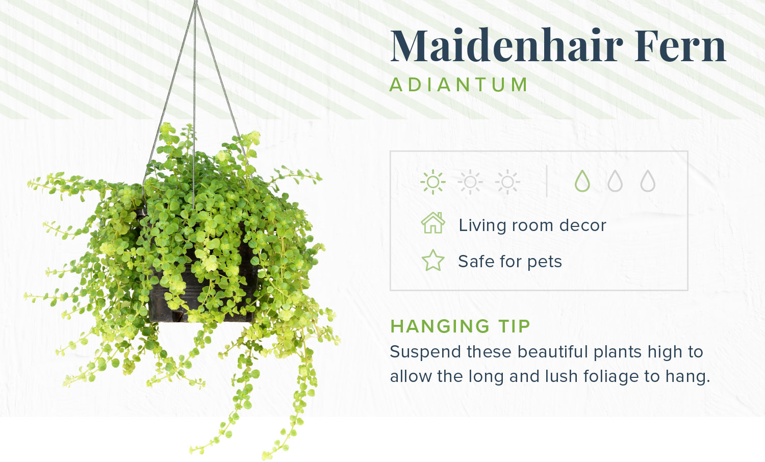 16 Indoor Hanging Plants to Decorate Your Home | Proflowers Blog