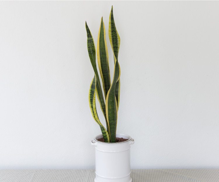 fake plant succulent 21"Hx23"W Succulent Artificial Plant w/Fiber Cement Planter -Green