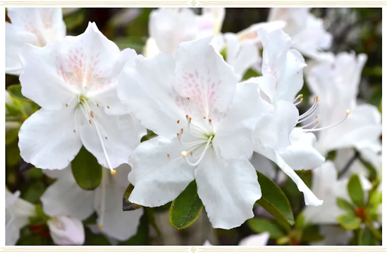 Azalea Care Guide: Growing Information + Tips | Proflowers Blog