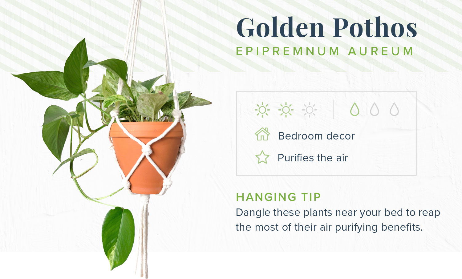where to buy calla lily plants White Calla Lily Potted Plant main image 1