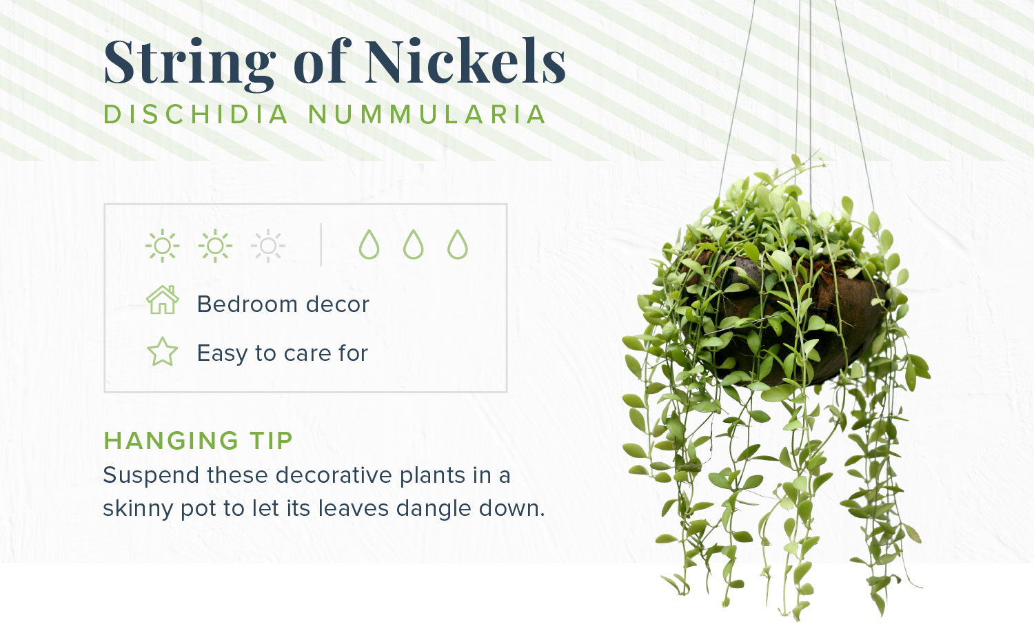 16 Indoor Hanging Plants to Decorate Your Home | Proflowers Blog