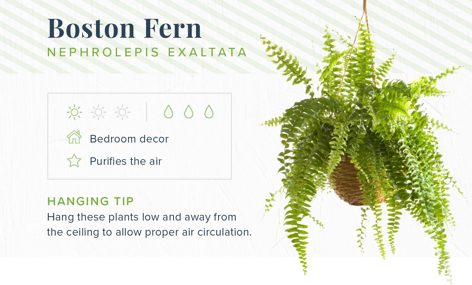 16 Indoor Hanging Plants to Decorate Your Home | Proflowers Blog