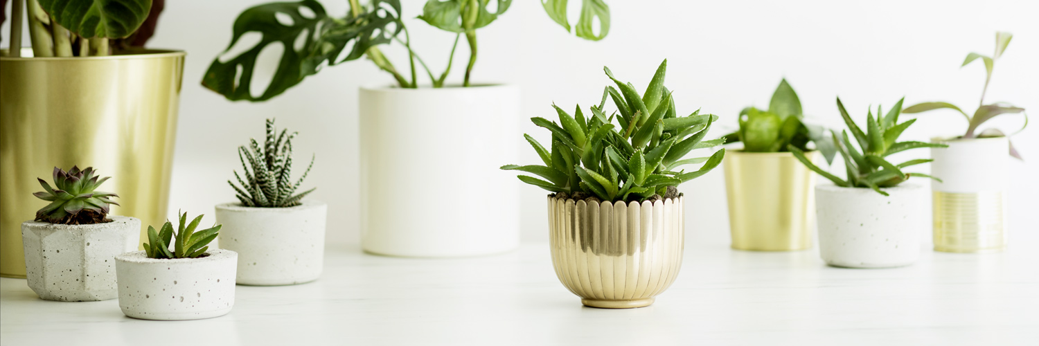 large jade plants Large Jade Plant main image 0