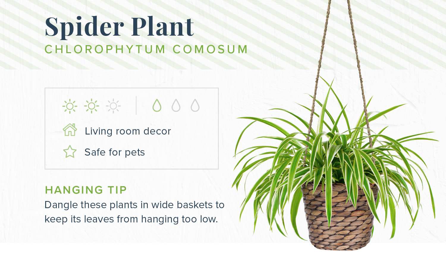 fatsia indoor plant Fatsia japonica - Japanese Aralia - Quality Houseplants | Hortology main image 1