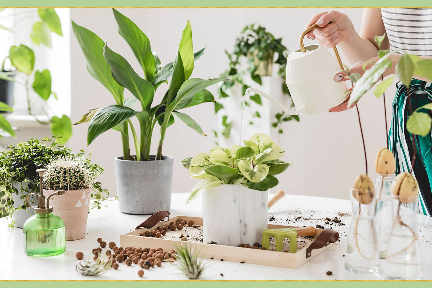 euphorbia plant Spurge | 'Urge to Splurge'