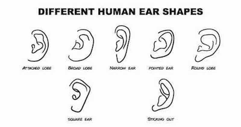 Zensa - Ear Shape for Ear Piercings Chart