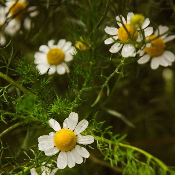 Chamomile