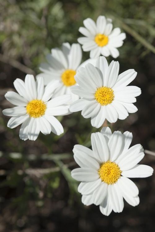 Chamomile Flower