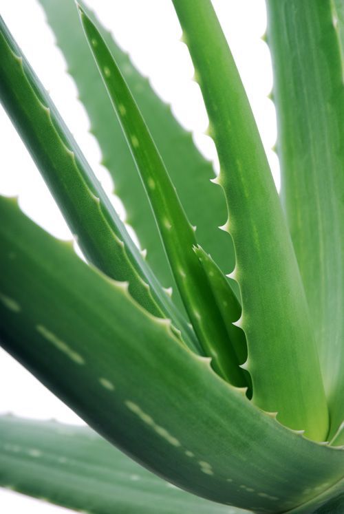 Aloe vera for eczema