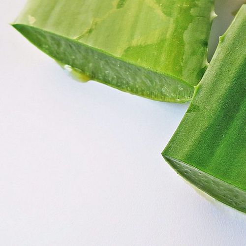 Aloe Vera Image