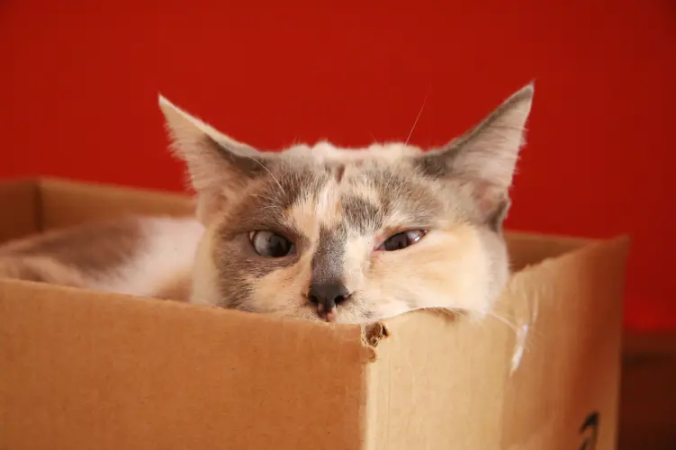 cat-in-the-box.jpg