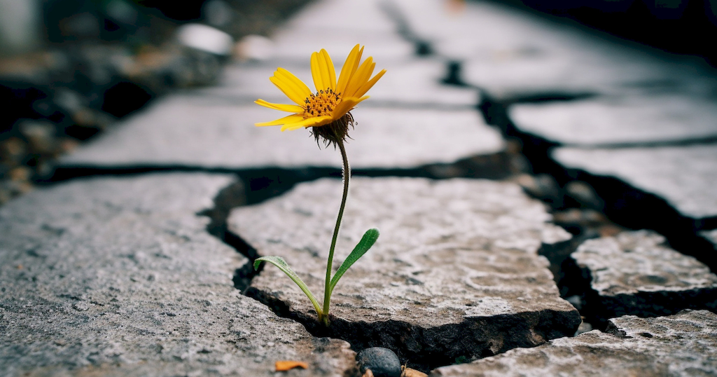 flowercomingthroughsidewalkcrack.png